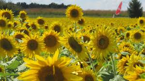 sunflower field